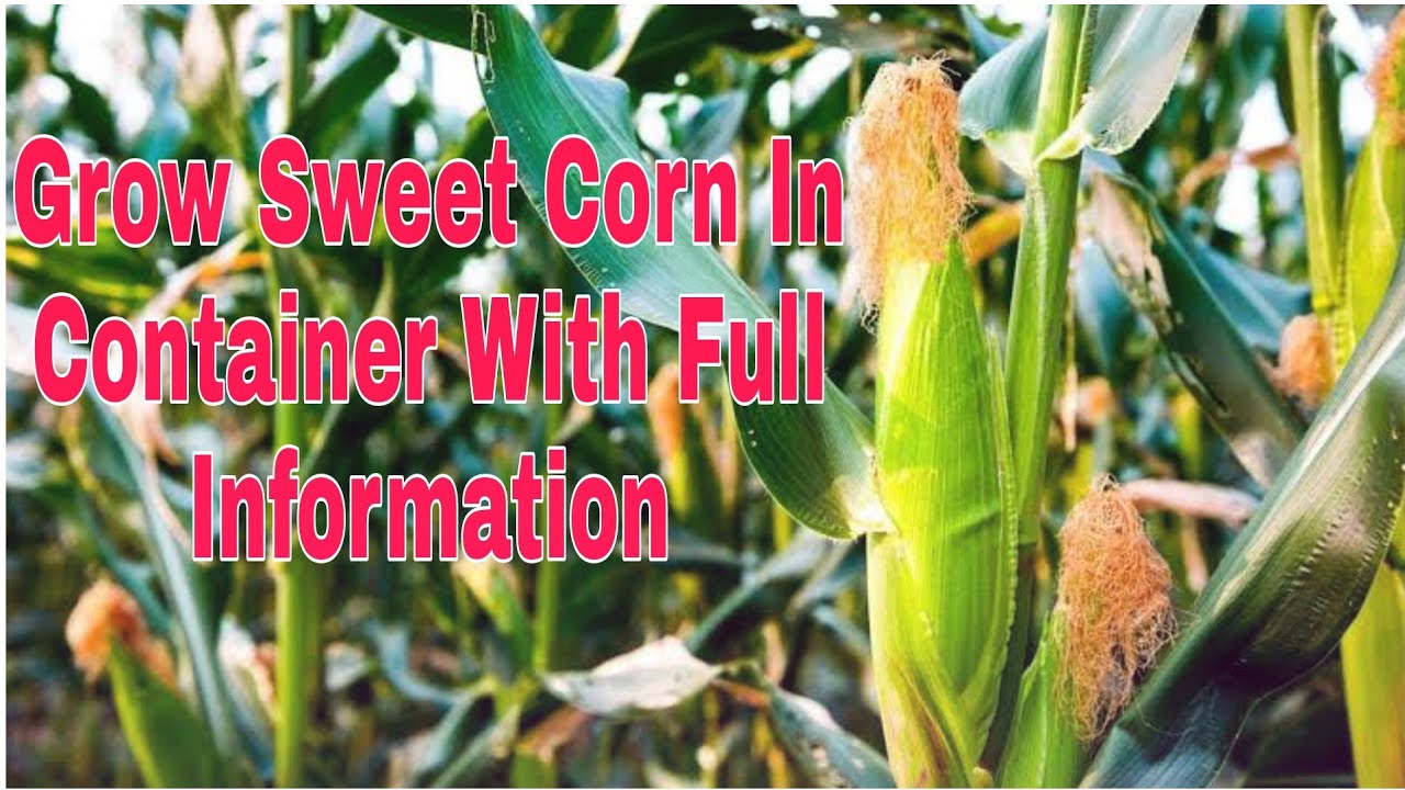 how to grow sweet corn at home How To Grow Corn ( WITH FULL UPDATES