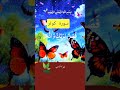 Surah Al-Kawthar – Sunset Aesthetic Notification Video