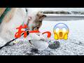 【冬しか観れない北海道の絶景】とんでもないことをしでかす愛犬と、面倒くさそうに飼い主の相手をする愛猫との車中泊の旅😂