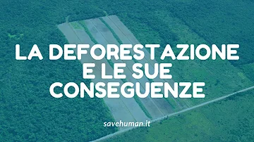 Cosa si intende con il termine deforestazione?