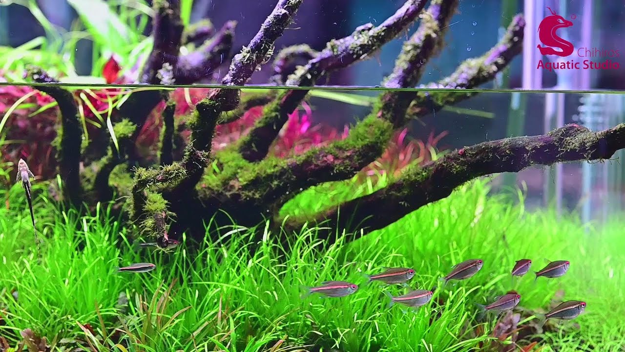 Chihiros WRGB VIVID II Aquascaping India