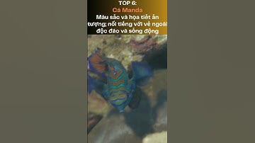 Top  Loài Cá Cảnh Biển Đẹp Được Ưa Chuộng Ở Việt Nam