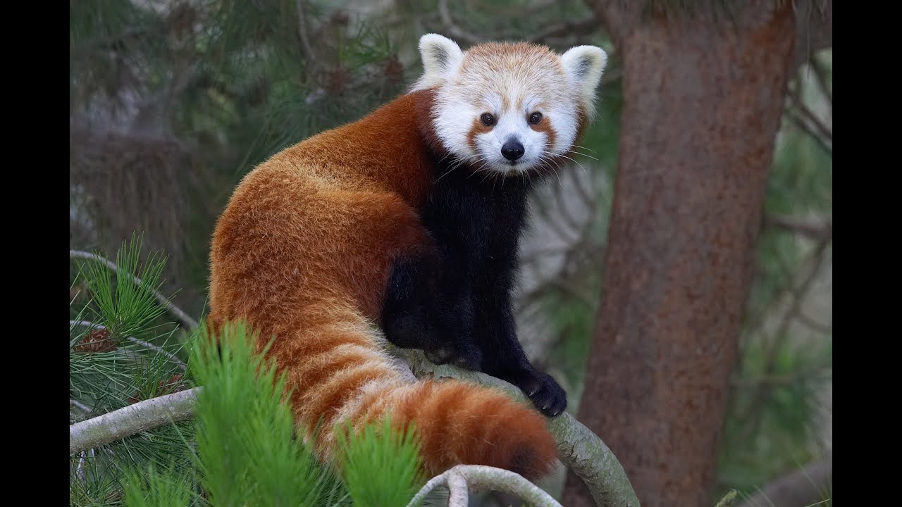 Red Panda Day at the San Diego Zoo - YouTube