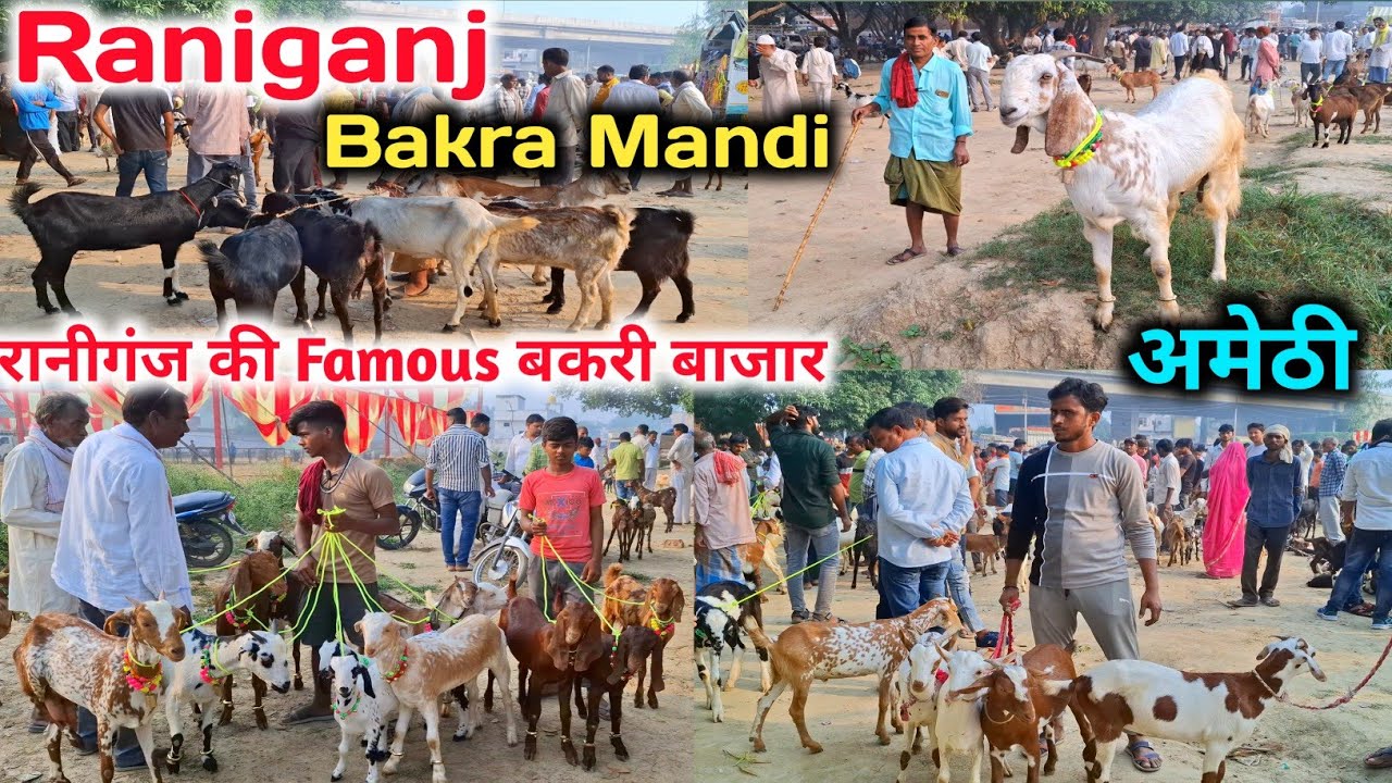 रानीगंज की बकरा मंडी |Raniganj Bakra Mandi |Raniganj Bakra Mandi New Video