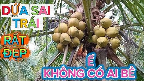 Mùa mưa bão dù dừa sai trái rất đẹp.mà cũng không có ai mua #quocduavlog 