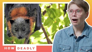 Are Bats the most misunderstood animals in Australia? | REACTION