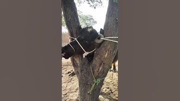 Maggots Wound #viral #youtubeshorts #wound #buffalo