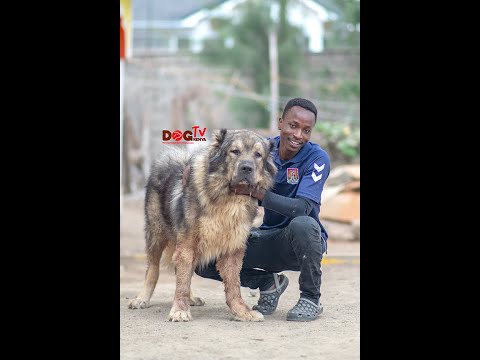 Video: Dog TV' Sa Paginhawa Ang Mga Kaluluwang Canine