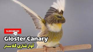 Gloster Canary (آواز قناری گلاستر) screenshot 4