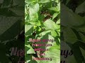 Chia plant at bloom stage/ update from Mashabela Farm