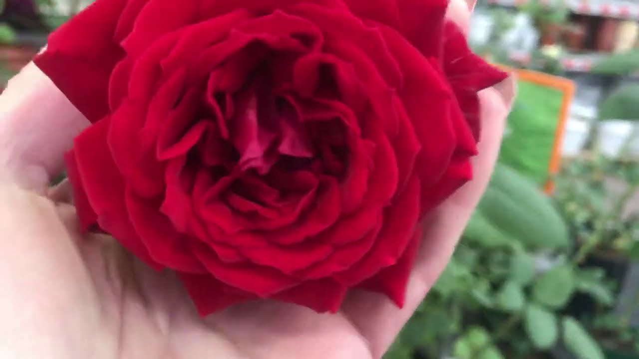 Уценённые Цветочки в Оби.