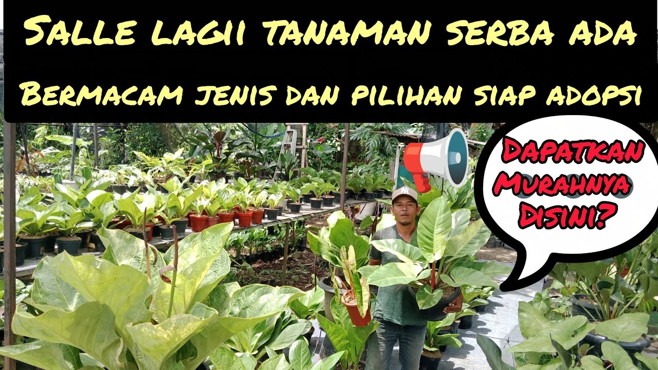 SALLE LAGII TANAMAN SERBA ADA⁉️BERMACAM JENIS DAN PILIHAN SIAP ADOPSI