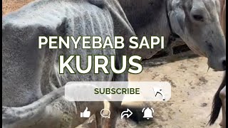 Penyebab Sapi Kurus Kalian Wajib Tau Jika Mau Pengemukan Sapi