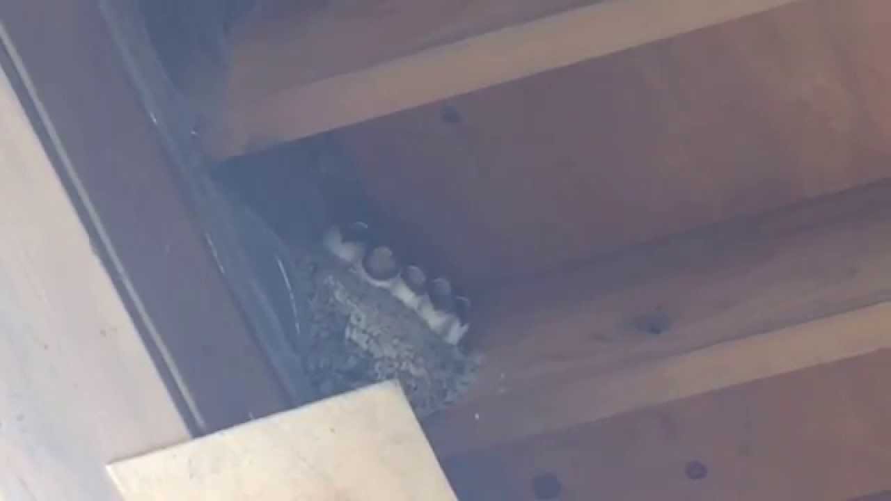 【Japan】Japanese Swallow's nest YouTube