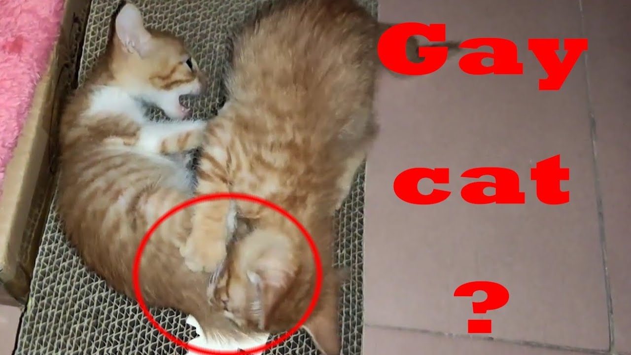 Gay Catsweird Our Cat Lick Other Kittens Genitals In Forced Youtube