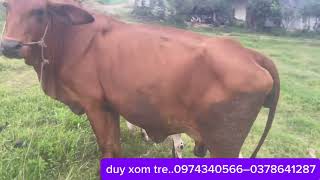 Download Lagu 11/7/2025..hàng về muộn nhé mậu ngừ được vài e nuôi vài e thịt ai thích con nào cứ alo mình MP3 Download Lagu 11/7/2025..hàng về muộn nhé mậu ngừ được vài e nuôi vài e thịt ai thích con nào cứ alo mình MP3