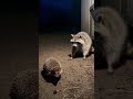 🦝 RACCOON PAIN!