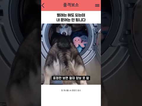 빨래는 해도 되는데 내 문어는 안 됩니다 thumbnail