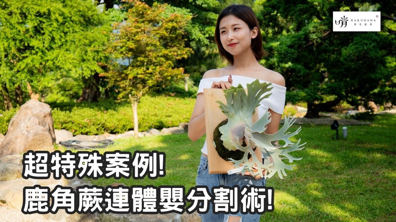 【晴花鹿苑-進階鹿角蕨篇】超奇特案例!?鹿角蕨連體嬰分割手術全過程