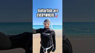 The guitarfish were EVERYWHERE 🤩 #ocean #diving #underwater #seacreatures
