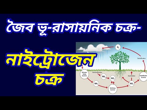 জৈব ভূ রাসায়নিক চক্র, নাইট্রোজেন চক্র