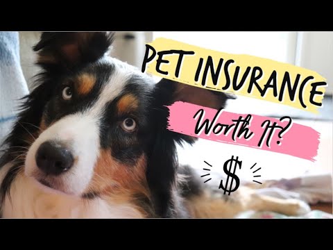 Pet Insurance - Is It Worth The Cost?