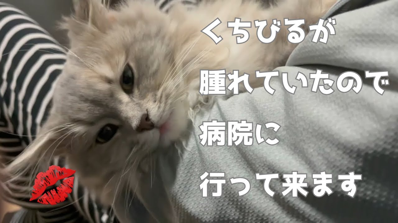 唇が腫れていたのでもふもふ猫は病院に行ってきます - YouTube