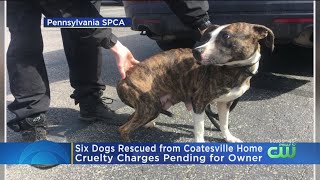 6 Dogs Rescued From Coatesville Home