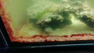 видео: Зеленка понемногу проходит. Отчет по живности-растительности картинка: Зеленка понемногу проходит. Отчет по живности-растительности