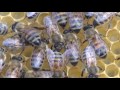 КАРНИКА и БАКФАСТ второе расширение пчелосемей вощиной