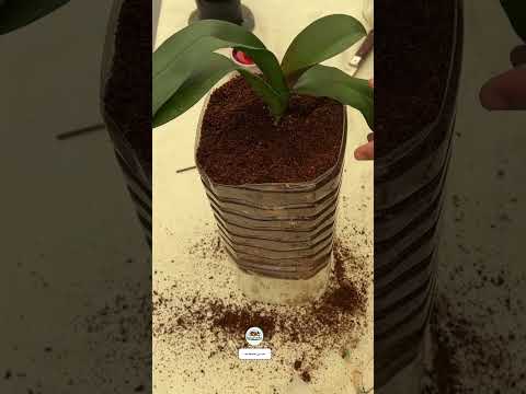 زراعة زهرة الاركيدا فى الاصيص