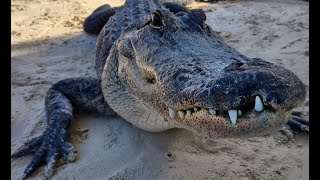 MEET THE GATORS........ JIGSAW, the "Everglades Psychopath"