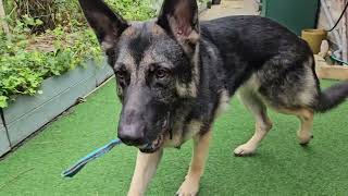 German Shepherd playing in the garden by DOGS BEING DOGS 181 views 4 months ago 10 minutes, 5 seconds