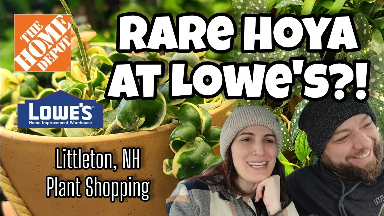 Редкая хойя в магазине Lowe's!! 😲 Покупка растений в Литлтоне, Нью-Гэмпшир 🌿 Home Depot и Lowe's