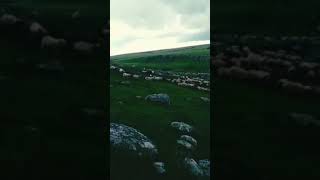 Sabri Şimşekoğlu yarim senle dolaştığımız