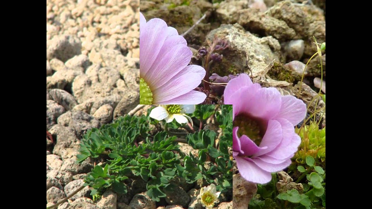 РУТОВНИК  (CALLIANTHEMUM)  сем. Лютиковые