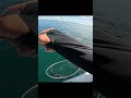 バラしまくった先の \サワラじゃサワラ/　#瀬戸内海 #SLJ #ブレードジギング
