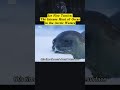 Ice Floe Tactics: The Intense Hunt of Orcas in the Arctic... #Shorts #curious.jake