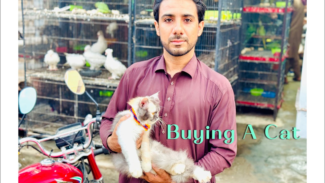 Buying A cat Peshawar charsada pets,birds market and shop