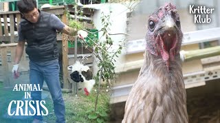 A Rooster That Escaped From Home Faces A Disaster.. l Animal in Crisis Ep 338