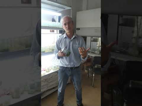 О технологии in vitro при размножении ягодных культур