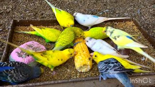 New Budgies birds Colony video | Australian Parrots video | Budgie birds eating Corn food video