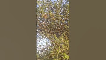 Bird Nests up a tree#birdnest