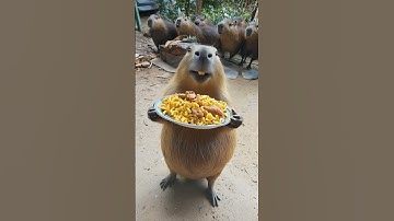 Thumbnail of 🔥 Capibara Sings the Chicken Wing Song & Dances! 🐹🎶