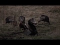 Breathtaking Forest Sunrise with Fog and Wild Tom Turkey showing off to the ladies by the creek.