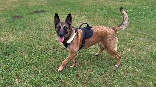 Playing with my Belgian Malinois at her favorite park