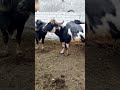 جاموس عراقي افخر الجاموس الفراتي الاصيل برشات Iraqi Buffalo