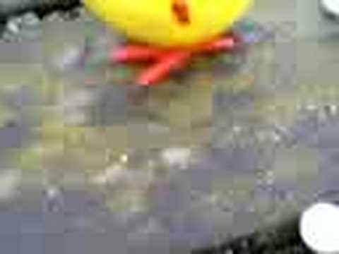 Exploding chicken