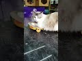 《特價出清》寵喵樂 滑板車-造型貓抓板 EP-394 實用又美觀．貓抓板『寵喵樂旗艦店』 product youtube thumbnail