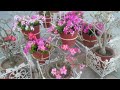 Adenium Plants Summer Care and Fertilizer/ How to water Adeniums, Desert Rose